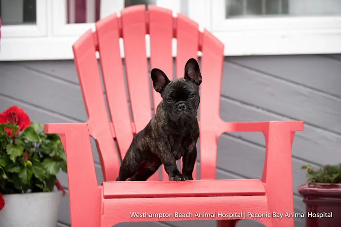Westhampton Beach Animal Hospital 6