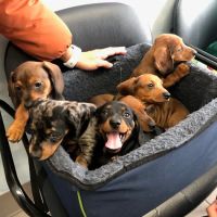Westhampton Beach Animal Hospital ico
