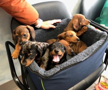 Westhampton Beach Animal Hospital