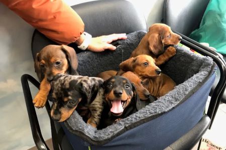 Westhampton Beach Animal Hospital