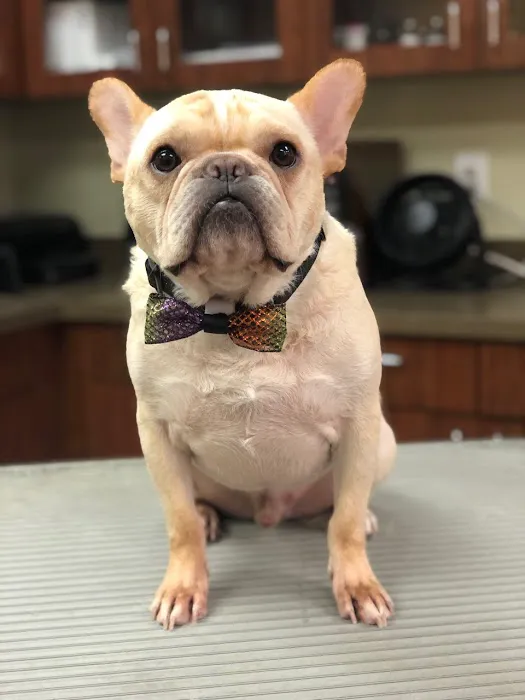 Westhampton Beach Animal Hospital 2