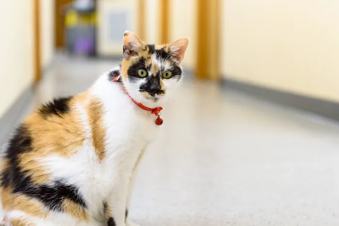 Mattituck-Laurel Veterinary Hospital 8