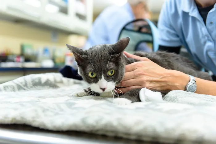 Mattituck-Laurel Veterinary Hospital 10