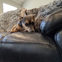 Mattituck-Laurel Veterinary Hospital ico