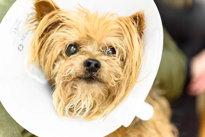 Mattituck-Laurel Veterinary Hospital 5