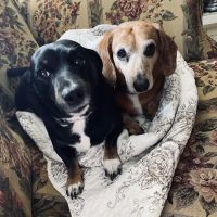 Crab Orchard Veterinary Services ico