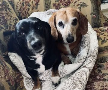 Crab Orchard Veterinary Services