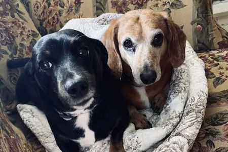 Crab Orchard Veterinary Services