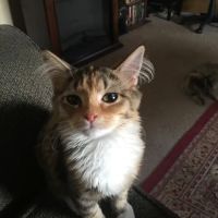 Town & Country Veterinary Hospital ico