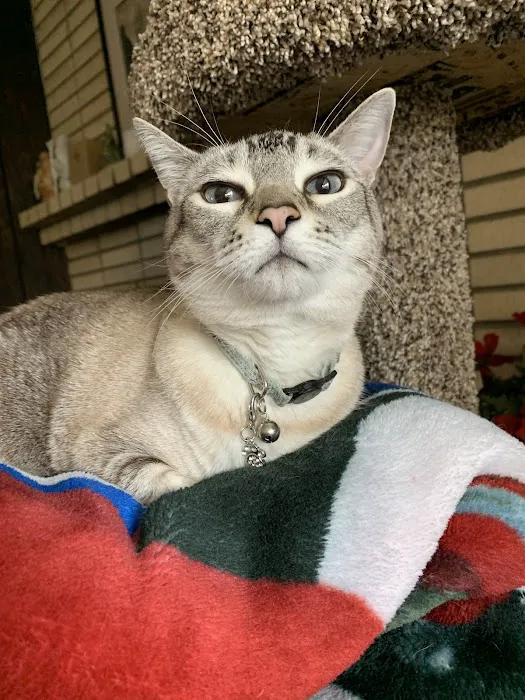 Sycamore Creek Animal Hospital 7