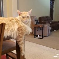 Sycamore Creek Animal Hospital ico