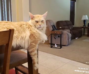 Sycamore Creek Animal Hospital