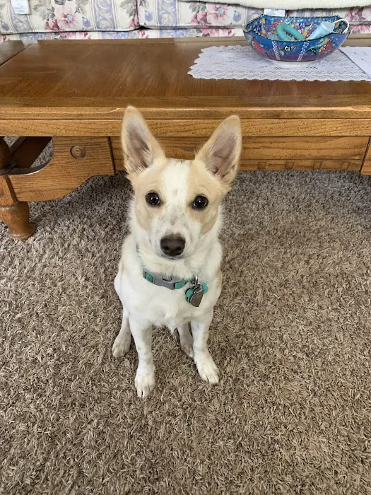 Sycamore Creek Animal Hospital 4