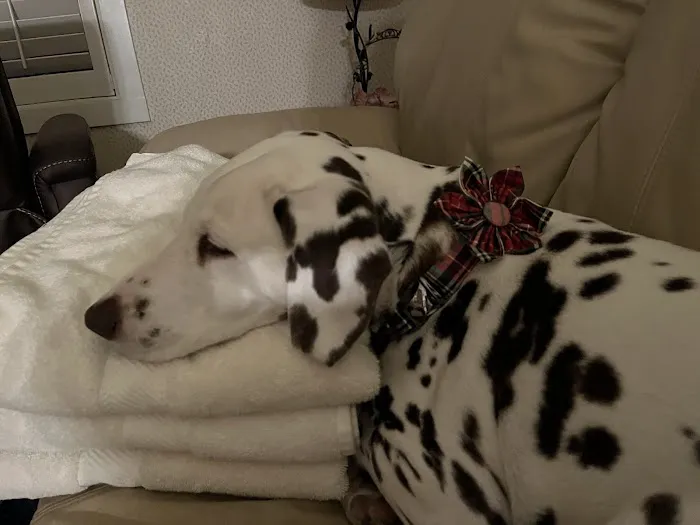 Sycamore Creek Animal Hospital 10