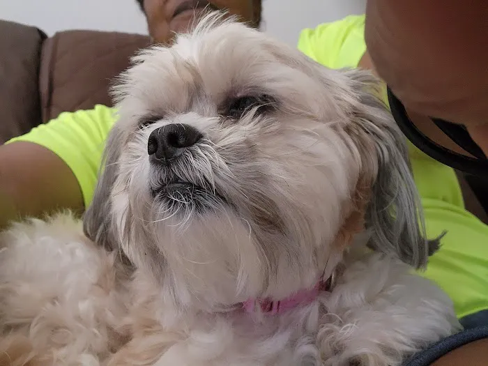 Alessandro Animal Hospital 2