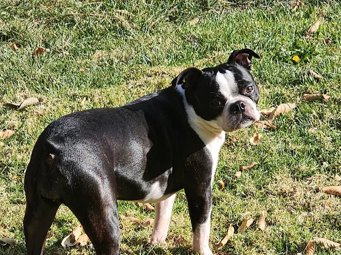 Alessandro Animal Hospital 7