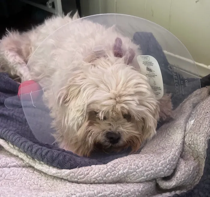 SunnyMead Veterinary Clinic 2