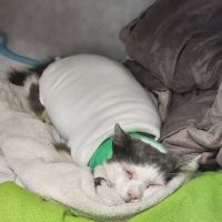 VCA Veterinary Specialists of CT ico