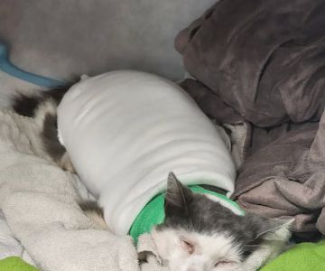 VCA Veterinary Specialists of CT