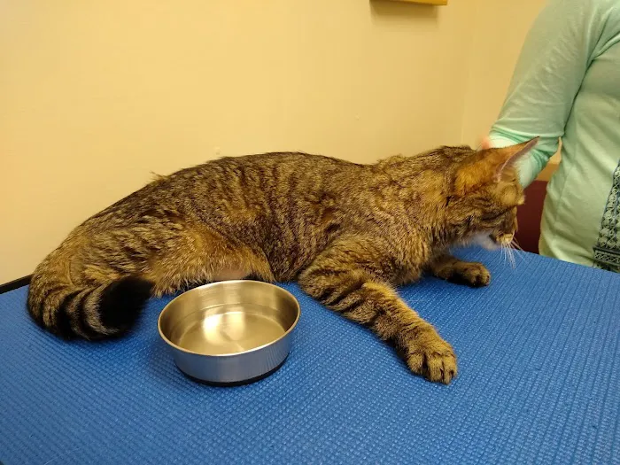 VCA Veterinary Specialists of CT 12