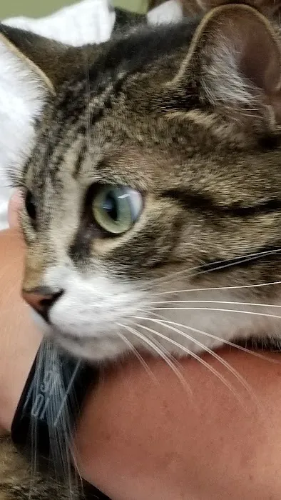 Simsbury Veterinary Hospital 7