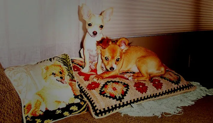 Simsbury Veterinary Hospital 2