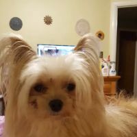 Simsbury Veterinary Hospital ico