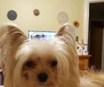 Simsbury Veterinary Hospital