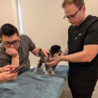 Zenith Veterinary Dermatology ico