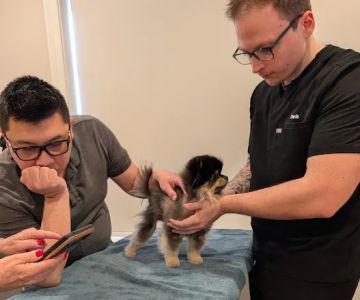 Zenith Veterinary Dermatology