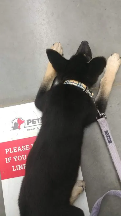 PetVet Vaccination Clinic 12