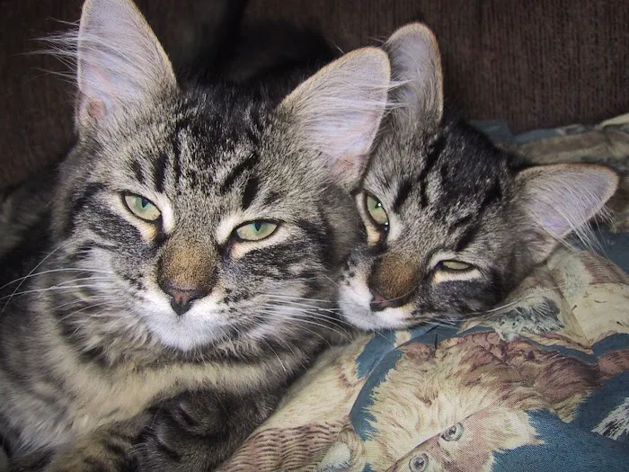 Just Cats Veterinary Clinic 12