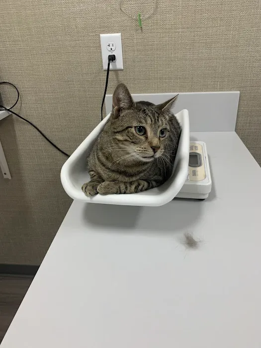 Just Cats Veterinary Clinic 12