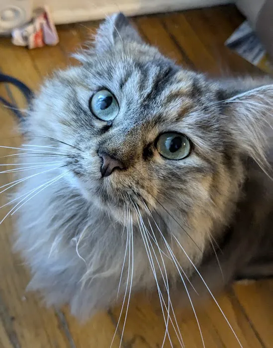 Just Cats Veterinary Clinic 12