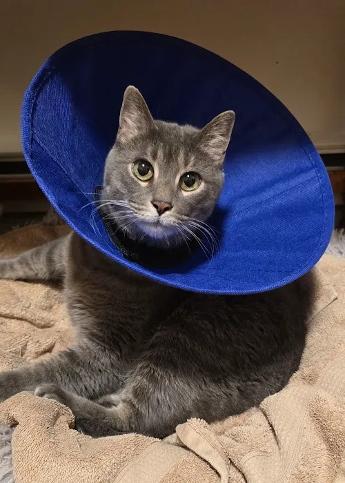 Just Cats Veterinary Clinic 12