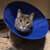 Just Cats Veterinary Clinic ico