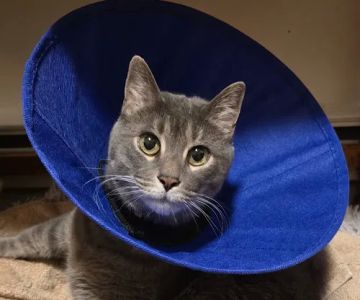 Just Cats Veterinary Clinic