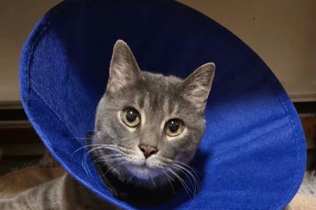 Just Cats Veterinary Clinic