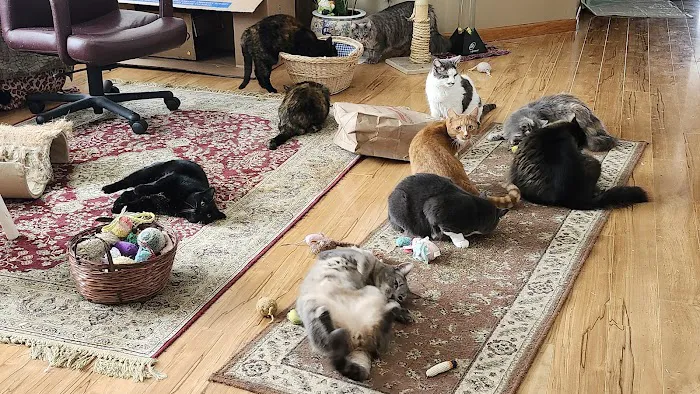 Just Cats Veterinary Clinic 12