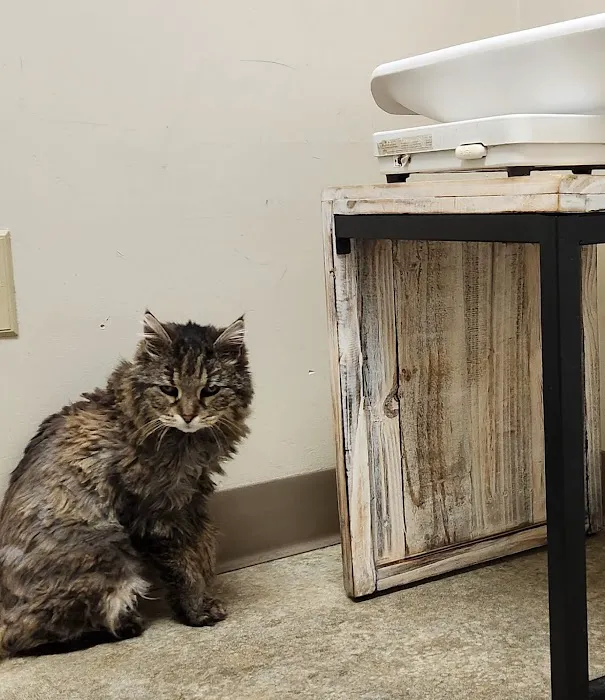Just Cats Veterinary Clinic 12