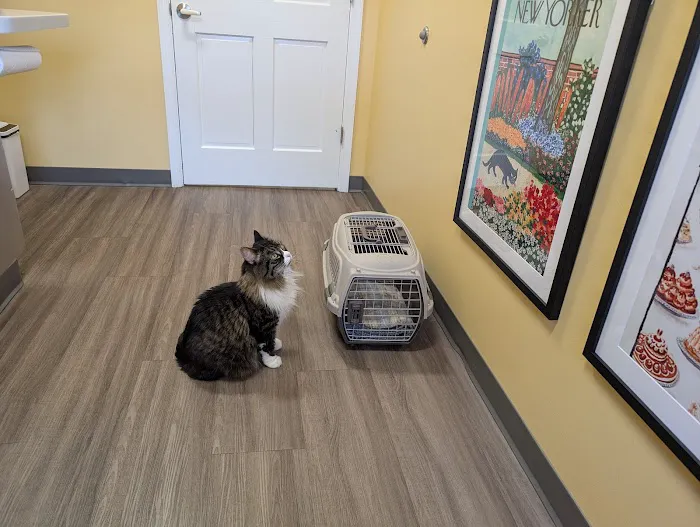 Just Cats Veterinary Clinic 12