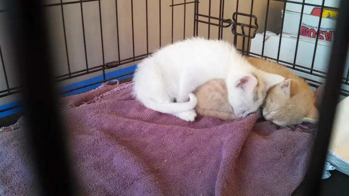 Guilderland Animal Hospital 12