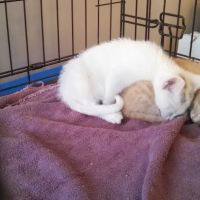 Guilderland Animal Hospital ico