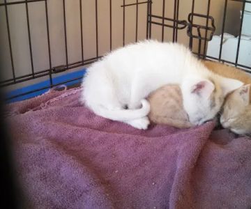 Guilderland Animal Hospital