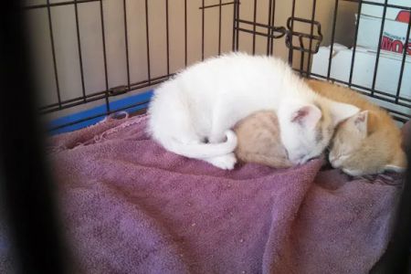 Guilderland Animal Hospital