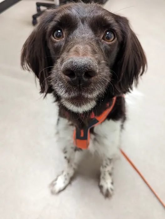 Guilderland Animal Hospital 12