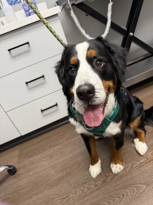 PetMedic Albany - Urgent Care Vet Clinic 12