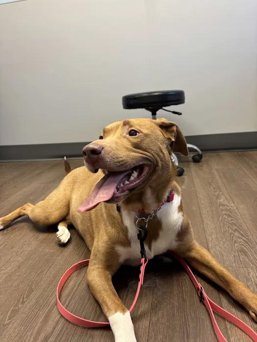 PetMedic Albany - Urgent Care Vet Clinic 12
