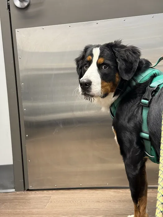 PetMedic Albany - Urgent Care Vet Clinic 12