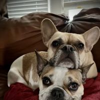 Sand Creek Animal Hospital ico